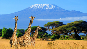 Kenia Kilimandscharo Giraffen Foto iStock Byrdyak.jpg